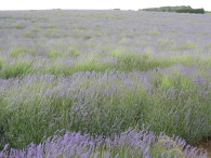 early flowering pale lavender