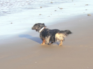 Ears and tail waving in sea breeze