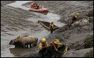The cows got stuck in the mud