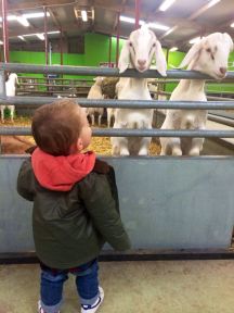curious goats