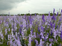 confetti fields lilac2
