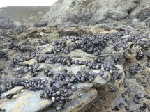 mussels on rocks at Trevaunance Cove