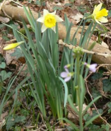 daffodil 6