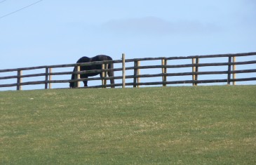 pony in field