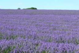 lavendar fields at Snowshill