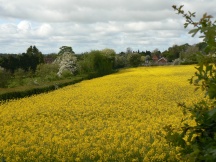 Yellow rapeseed Kimbolton, Herefordshire