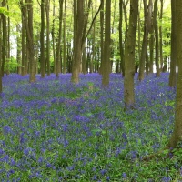 Bluebells with the Brontes