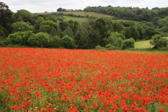 poppies are in short supply this year