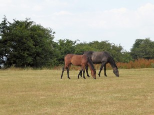 Ponies searching for grass
