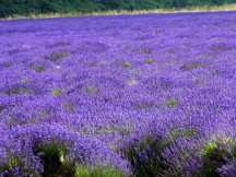 luscious lavender